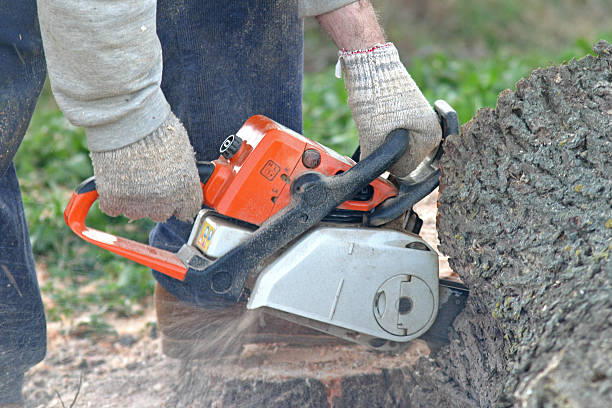 How Our Tree Care Process Works  in  Lauderdale Lakes, WI